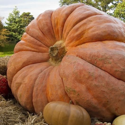 types of pumpkin like the atlantic giant variety