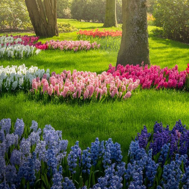 beautifully colored flowers in netherlands park