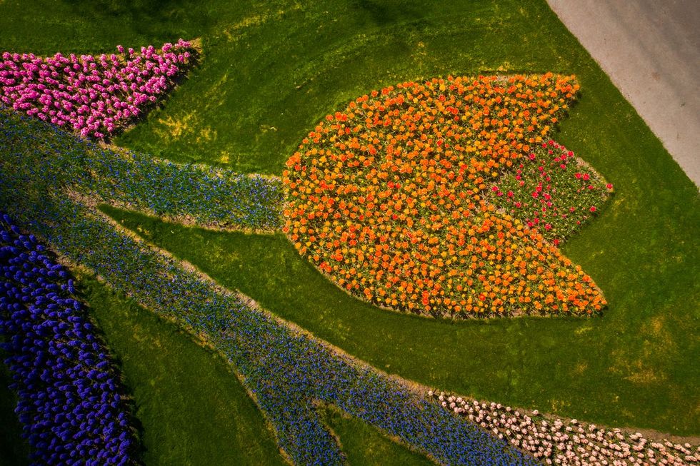 aerial shot of tulips that is shaped like a tulip