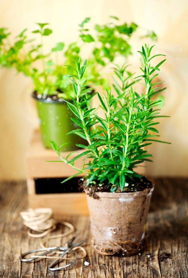 Rosemary and cilantro herb growing in a pot.