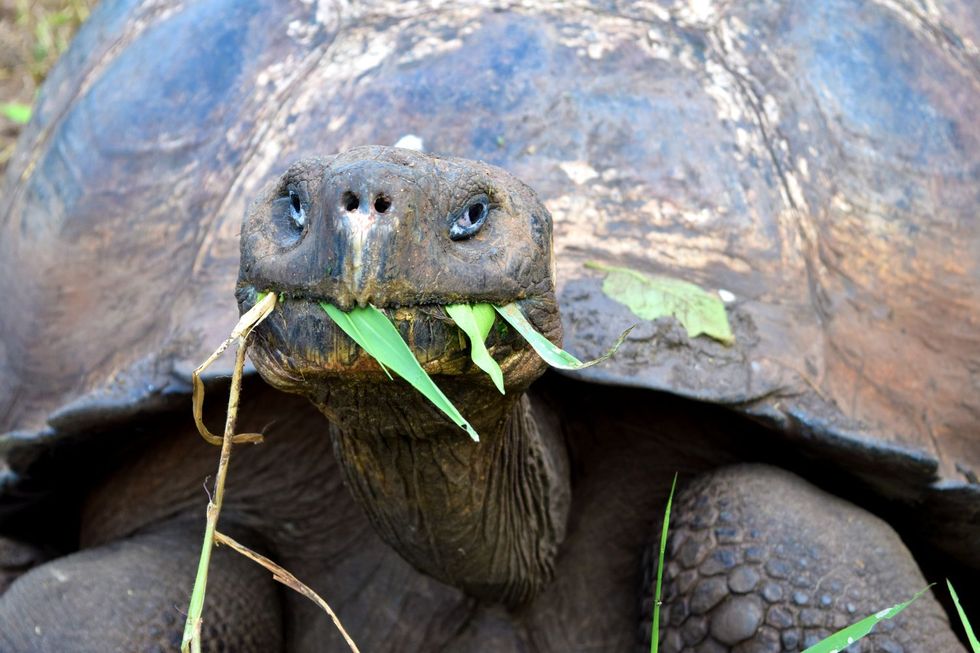 Een reuzenschildpad die op zijn gemak aan het eten is op de Galpagoseilanden Van de fotograaf trekt hij zich niks aan
