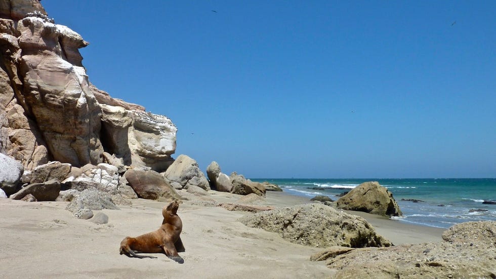 Cabo Blanco Foto Alobos LifeFlickr