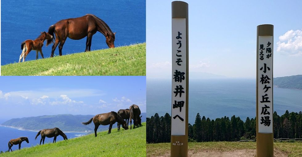 Horse, Natural landscape, Grassland, Pasture, Wildlife, Ecoregion, Mustang horse, Landscape, Stallion, Steppe, 