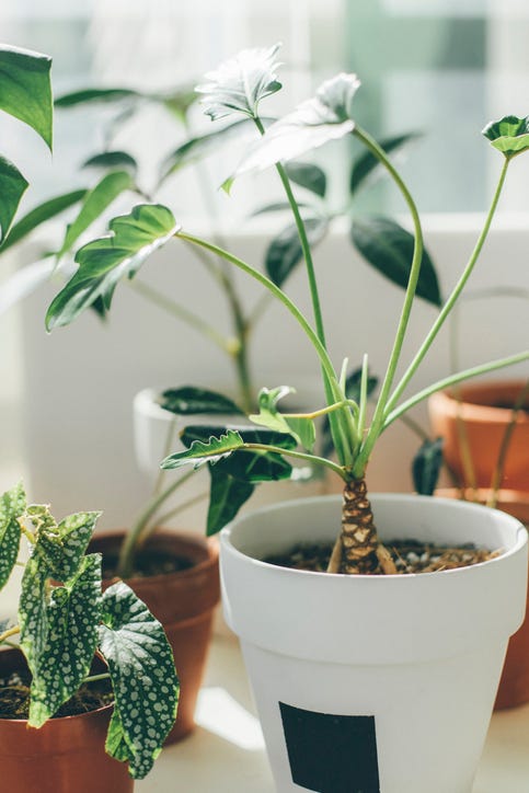 6 Clever Tiktok Hacks To Get Rid Of Houseplant Flies