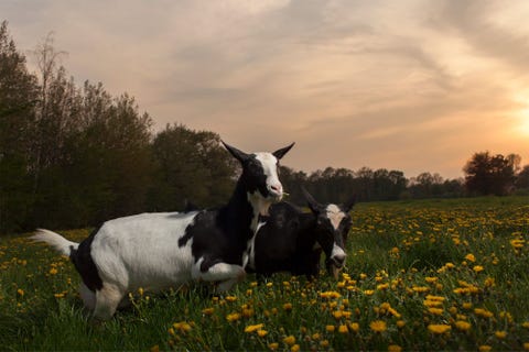 Op boerderij De Brmmels bij Winterswijk houdt de familie Kots Nederlandse bonte melkgeiten De dieren voorzien in kaas en vlees die worden verkocht in de boerderijwinkel en aan ondernemers in de omgeving