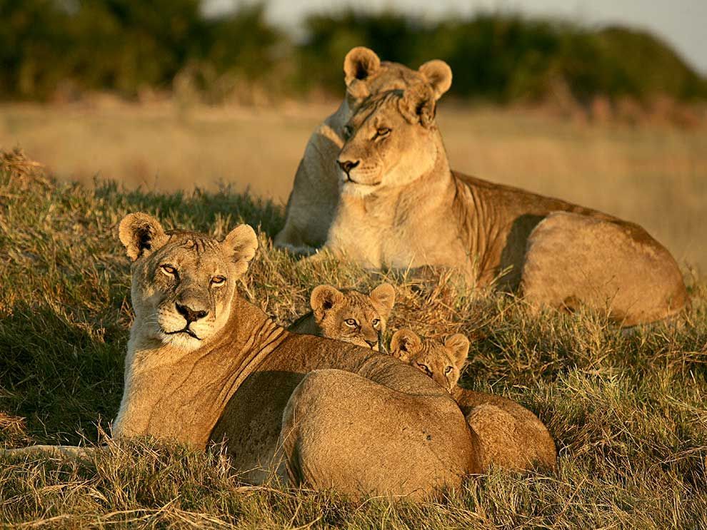 In de Okavangodelta van Botswana rusten drie leeuwinnen en een stel welpen uit in het gras Leeuwinnen blijven hun hele leven lang bij de troep en moeten hun welpen vaak verdedigen tegen mannetjes die de jonge leeuwen vaak doden als ze het territorium van een ander mannetje overnemen