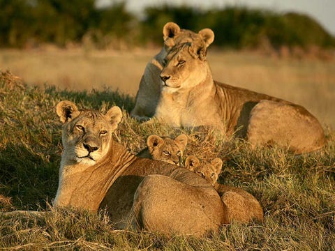 In de Okavangodelta van Botswana rusten drie leeuwinnen en een stel welpen uit in het gras Leeuwinnen blijven hun hele leven lang bij de troep en moeten hun welpen vaak verdedigen tegen mannetjes die de jonge leeuwen vaak doden als ze het territorium van een ander mannetje overnemen
