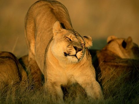 In de Okavangodelta van Botswana rekt een leeuwin zich uit terwijl andere leden van de troep in de buurt uitrusten Een troep kan twee tot achttien leeuwen en welpen tellen die allemaal verwant zijn