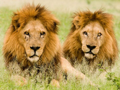 In de Okavangodelta van Botswana liggen twee jonge mannetjesleeuwen in het gras Een troep leeuwen kan worden aangevoerd door n enkel mannetje of door een groep van soms wel zeven mannetjes die hun territorium gezamenlijk verdedigen