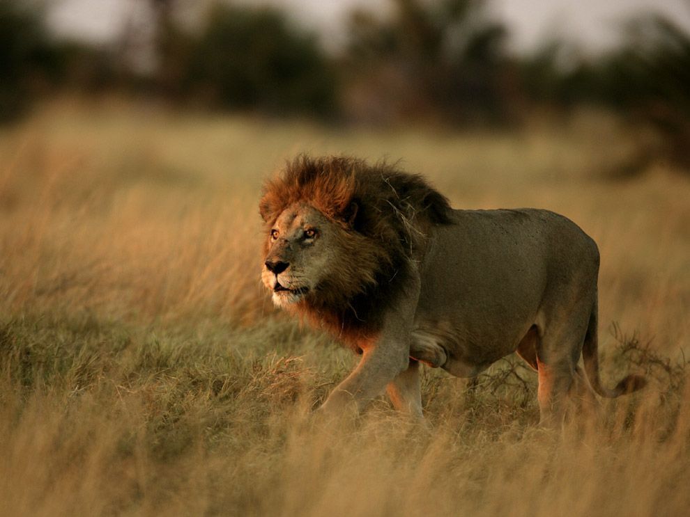In de Okavangodelta van Botswana loopt een volwassen mannetjesleeuw door het grasland Een van de redenen waarom de mannetjes tijdens hun evolutie indrukwekkende manen hebben ontwikkeld is volgens biologen het feit dat manen tijdens een gevecht de nek van het dier beschermen