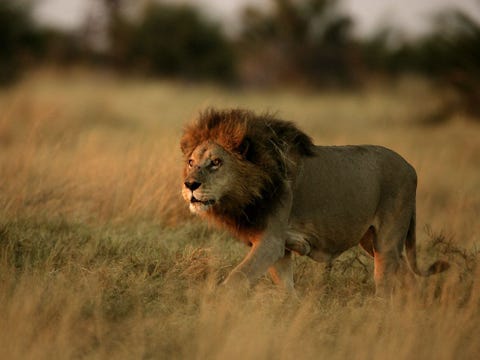 In de Okavangodelta van Botswana loopt een volwassen mannetjesleeuw door het grasland Een van de redenen waarom de mannetjes tijdens hun evolutie indrukwekkende manen hebben ontwikkeld is volgens biologen het feit dat manen tijdens een gevecht de nek van het dier beschermen