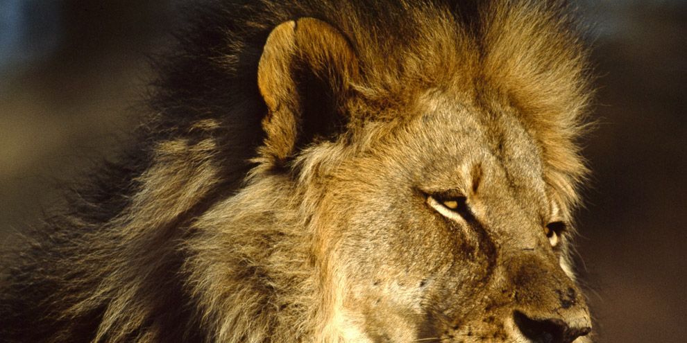 Een volwassen mannetje ligt uit te rusten in de Afrikaanse zon Alleen volwassen mannetjes hebben manen kragen van lang dik haar Hoe groter zijn manen hoe indrukwekkender een leeuw eruitziet voor andere leeuwen
