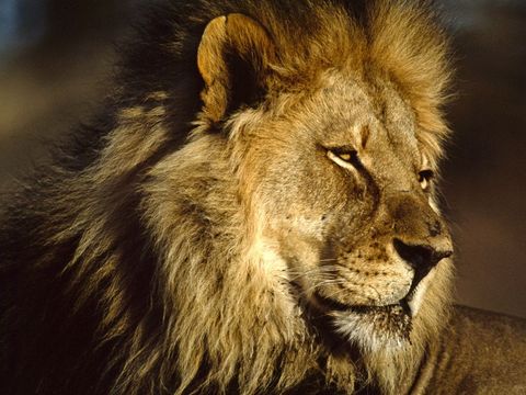 Een volwassen mannetje ligt uit te rusten in de Afrikaanse zon Alleen volwassen mannetjes hebben manen kragen van lang dik haar Hoe groter zijn manen hoe indrukwekkender een leeuw eruitziet voor andere leeuwen