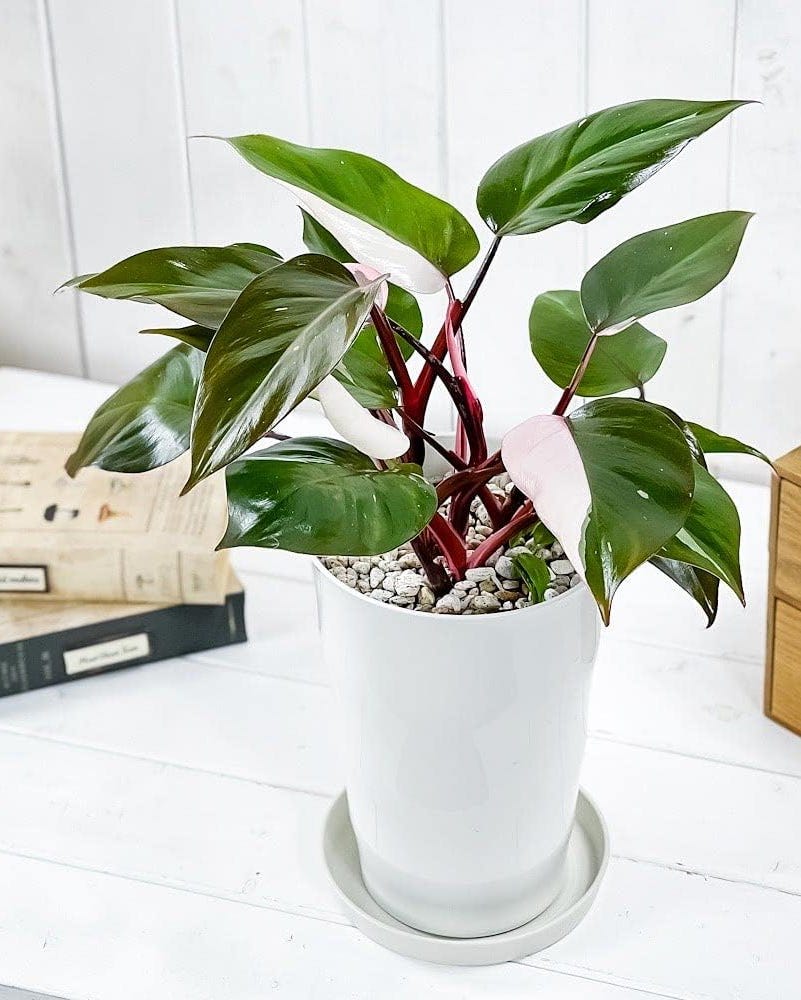 philodendron ‘pink princess’