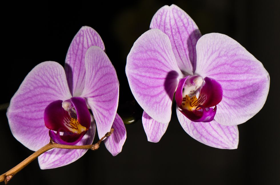 Flower, Flowering plant, Petal, moth orchid, Violet, Purple, Plant, Pink, Phalaenopsis sanderiana, Magenta, 