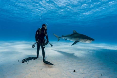 Op de Bahamas houdt een duiker een tijgerhaai in de gaten