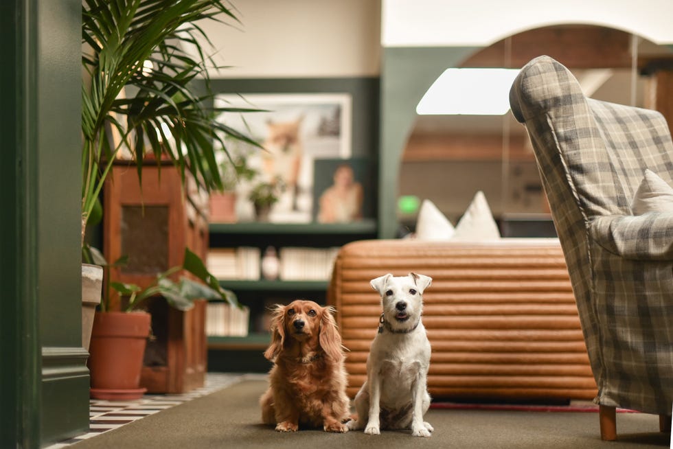 Two dogs sitting in a cozy indoor space. Two dogs sitting in a cozy indoor space.