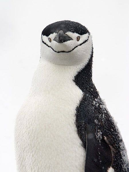 De stormbandpingun vernoemd naar het dunne zwarte streepje onder zijn kin is een inheemse soort in Antarctica