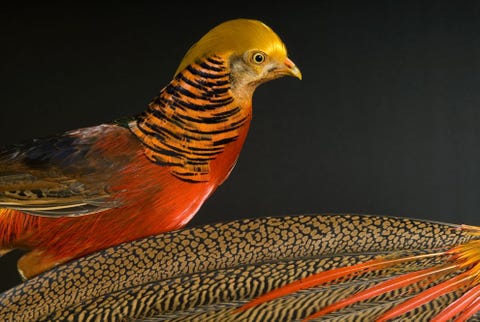 Golden Pheasants Op de foto zijn twee goudfazanten Chrysolophus pictus te zien een soort die in de bergwouden van westelijk China voorkomt De vogels werden vastgelegd door fotograaf en National Geographicfellow Joel Sartore die geregeld aan het Magazine bijdraagt Onlangs publiceerde Sartore zijn fotoboek RARE Portraits of Americas Endangered Species Ook is hij de oprichter van de Photo Ark een onlinefotoarchief van bedreigde soorten waaraan ook deze fotogalerij is ontleend