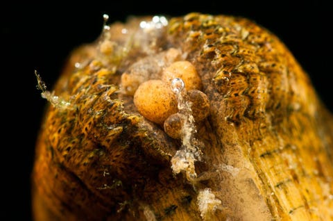 Cumberlandian Combshell Niet alle bedreigde soorten zijn vogels met een schitterend verenkleed of spectaculair grote dieren Tot de ernstig met uitsterving bedreigde soorten behoren ook zoetwatermossels als Epioblasma brevidens die hier op een foto uit de Photo Ark is te zien De soort komt voor in rivieren in NoordAmerika maar wordt door de International Union for Conservation of Nature IUCN beschouwd als ernstig met uitsterving bedreigd vooral als gevolg van habitatverlies en vervuiling Zoetwatermossels zijn vaak zeer gevoelig voor subtiele veranderingen in de waterkwaliteit en de aanwezigheid van gifstoffen Maar op milieugebied leveren ze een waardevolle dienst door water te filtreren en als voedsel te dienen voor een grote verscheidenheid aan wilde dieren Volgens Sartore is het verdwijnen van elke soort een tragische epische en absoluut onaanvaardbare schande Al deze dieren kunnen worden ingezet om aandacht te vragen voor de noodzaak om de nog bestaande soorten te redden Bewustwording bij het grote publiek financiering en daadkracht zijn nodig om vooruitgang te boeken bij het redden van soorten
