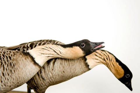 Nene Geese De nene of Hawagans Branta sandvicensis wordt door de IUCN officieel als kwetsbaar voor uitsterving geclassificeerd De gans is inheems op de eilanden Maui Kauai en het Big Island en is ook de officile vogel van de staat Hawa Zoals veel vogelsoorten op Hawa en andere eilanden nam het aantal nenes dramatisch af na de menselijke kolonisatie van de eilanden Door de jacht en de introductie van nieuwe roofdieren waaronder mangoesten honden en zwijnen slonk de populatie van naar schatting 25000 op het moment dat James Cook hier in 1778 arriveerde tot amper 30 exemplaren in 1952 De nene reageerde goed op fokprogrammas in gevangenschap waarna veel vogels in de jaren 2000 in het wild konden worden uitgezet De populatie neemt nu weer gestaag toe hoewel experts zich zorgen maken over de genetische diversiteit ervan Wanneer we andere soorten redden zo meende Joel Sartore redden we eigenlijk onszelf We hebben gezonde goed functionerende ecosystemen nodig om ons van schone lucht schoon water een gematigd klimaat voedsel en nog veel meer te voorzien Het is waanzin om te denken dat we zveel andere soorten tot de ondergang kunnen verdoemen zonder te verwachten dat het ook ons zal treffen en hard ook