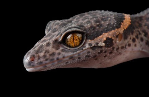 Chinese Cave Gecko Op deze foto uit de Photo Ark is de Chinese grotgekko Goniurosaurus luii te zien Over de ecologie van deze reptielen is weinig bekend hoewel men denkt dat ze in rotsachtig en bebost gebied en kreupelhouthabitats voorkomen In de afgelopen jaren zijn ze steeds populairder geworden als exotische huisdieren deels vanwege hun aantrekkelijke kleurpatroon Sartore Elke soort is uniek en dus moeten we proberen elke soort de bijzondere aandacht en zorg te geven die hij verdient In een heel reel opzicht is elke soort een kunstwerk het resultaat van duizenden en nog eens duizenden jaren van evolutie Achter elke soort steekt een bijzonder verhaal Mijn werk is het om dat verhaal zo goed mogelijk te vertellen zodat anderen genoeg om deze soorten zullen geven om erbij te stil te staan en er meer over te weten te komen