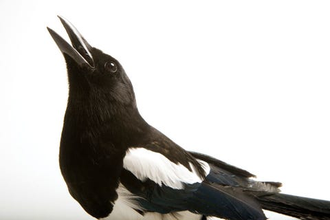 American Magpie De Amerikaanse ekster Pica hudsonia leeft in een uitgestrekt gebied in het westen van NoordAmerika Het is een van slechts vier NoordAmerikaanse zangvogels die een staart hebben die langer is dan de rest van hun lichaam Op deze eksters is lange tijd gejaagd omdat ze eetbare hoendervogels zouden verdrijven en andere schade zouden aanrichten Meerdere staten betaalden voor het afschieten van de vogels met als gevolg dat de soort sterk in aantal terugliep Tegenwoordig worden ze niet als bedreigd gezien Sartore Vaak is er maar n persoon voor nodig om iets te veranderen en een soort te redden Omdat zoveel dieren die ik fotografeer nooit enige aandacht in de media hebben gekregen zijn er talloze manieren waarop je deze soorten kunt helpen Met andere woorden veel soorten zijn gedoemd door een gebrek aan aandacht