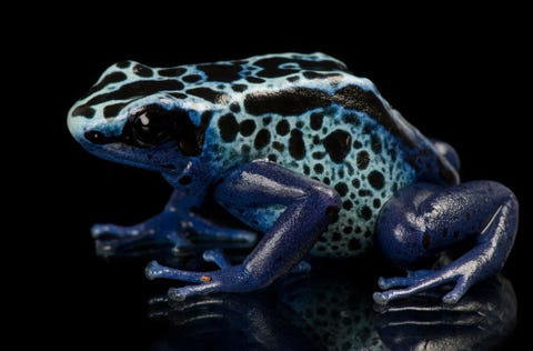 Dyeing Poison Frog Met een lengte van vijf centimeter is de schilderspijlgifkikker Dendrobates tinctorius een van de grootste soorten pijlgifkikkers die er bestaan De amfibie is inheems in Brazili Guyana Suriname en FransGuyana De kikker draagt een relatief mild gif bij zich dat bij aanraking pijn en kramp kan veroorzaken De naam van het dier berust op het feit dat de plaatselijke indianen de soort lange tijd hebben gebruikt om er veren voor ceremonieel gebruik mee te verven Ze plukten een papegaai kaal en wreven de kikker over de naakte huid van de vogel Het gevolg was dat de veren weer aangroeiden maar in de kleuren geel of rood in plaats van groen Over de Photo Ark zegt Sartore dat hij de mensen met dit fotoarchief bewust probeert te maken en te informeren Maar boven alles is de Ark bedoeld om de cyclus van uitstervingen tot staan te brengen waarin zoveel dieren op aarde zich momenteel bevinden We zullen niet alle soorten kunnen redden maar we zullen sommige kunnen redden Dat geeft mij moed