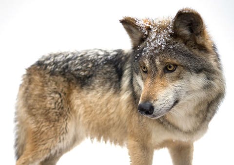 Mexican Gray Wolf De Mexicaanse wolf Canis lupus baileyi is de meest zeldzame ondersoort van de NoordAmerikaanse wolf en wordt volgens de IUCN ernstig met uitsterving bedreigd Vroeger strekte het verspreidingsgebied van deze soort zich uit over de Sonora en Chihuahuawoestijn van CentraalMexico tot Texas New Mexico en Arizona Maar toen zijn natuurlijke prooidieren als gevolg van oprukkende menselijke nederzettingen begonnen te verdwijnen begon de wolf op vee te jagen Veehouders reageerden met uitroeiingsprogrammas waardoor de wolf in de jaren vijftig van de vorige eeuw niet langer in het wild voorkwam Tegelijkertijd begonnen in de VS en Mexico meerdere fokprogrammas met Mexicaanse wolven in gevangenschap en nu leven enkele honderden exemplaren in centra en dierentuinen In de jaren negentig begonnen wildbeheerders de Mexicaanse wolf weer in het wild uit te zetten in de Blue Range in Arizona