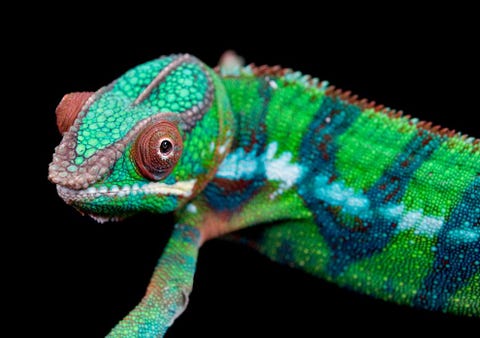 Panther Chameleon De panterkameleon Furcifer pardalis is inheems in de tropische wouden van Madagaskar Het reptiel is vanwege zijn prachtige patronen en kleuren en relatief grote lichaamsomvang tot wel 23 centimeter lang zeer geliefd bij verzamelaars Plaatselijke populaties van panterkameleons vertonen vaak hun eigen kleurscala die ze al naar gelang de temperatuur het daglicht en hun stemming kunnen aanpassen Enkele jaren lang werden veel panterkameleons als exotische huisdieren gexporteerd maar nadat de soort op de Appendix II van de CITES was geplaatst nam de handel af Toch wordt de kleurrijke kameleon nog steeds geconfronteerd met onder andere habitatverlies omdat de ontbossing op Madagaskar blijft doorgaan