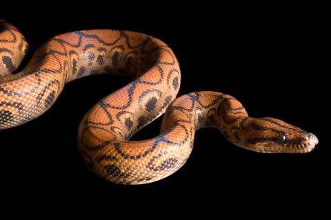 Brazilian Rainbow Boa De aantrekkelijke Braziliaanse regenboogboa Epicrates cenchria cenchria is een ondersoort van de regenboogboa een reptiel dat in heel Centraal en ZuidAmerika voorkomt Het dier is vernoemd naar zijn kleurrijke glans die wordt veroorzaakt door structurele kleuring Daarbij wordt licht selectief weerkaatst door microscopische texturen in het huidoppervlak In de jaren tachtig en negentig van de vorige eeuw werden grote aantallen Braziliaanse regenboogboas als exotische huisdieren gexporteerd maar die handel is sindsdien sterk afgenomen De meeste exemplaren in gevangenschap zijn nu afkomstig uit fokprogrammas en het reptiel staat momenteel niet op de Rode Lijst Bekijk meer fotos van de Photo Ark