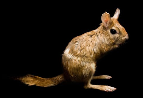 Springhaas De springhaas Pedetes capensis is een knaagdier en inheems in zuidelijk en oostelijk Afrika De nachtdiertjes zijn in de afgelopen decennia in aantallen teruggelopen als gevolg van habitatverlies hoewel de populatie zich volgens de IUCN inmiddels heeft gestabiliseerd