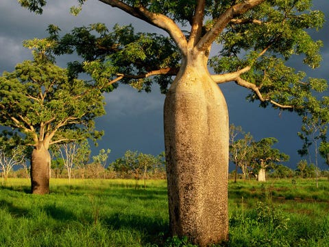 In de afgelegen regio Kimberley in WestAustrali zijn indrukwekkende landschappen te vinden met rivierkloven en rotsformaties van zandsteen die ook te zien waren in de film Australi uit 2008 In Kimberley staan ook de imposante Australische baobabs die nauw verwant zijn aan de Afrikaanse baobab