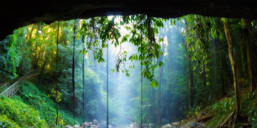 Crystal Shower Falls is slechts een van de natuurlijke attracties in Dorrigo National Park in New South Wales Bezoekers kunnen het regenwoud van heel dichtbij meemaken dankzij houten wandelpaden die over de grond en langs de boomtoppen in het bos voeren