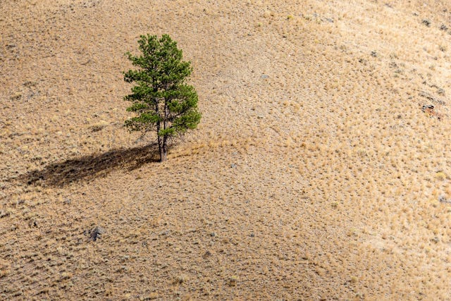 Op deze ongedateerde foto staat een eenzame boom in het door droogte getroffen SalmonChallis National Forest in Idaho
