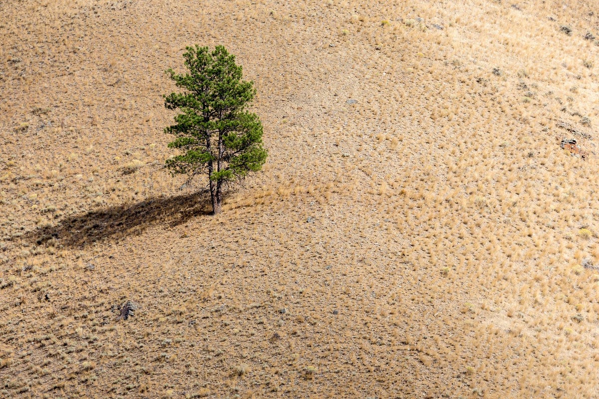 Op deze ongedateerde foto staat een eenzame boom in het door droogte getroffen SalmonChallis National Forest in Idaho