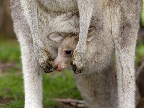 In Victoria lift een jonge kangoeroe mee met zijn moeder De oostelijke grijze reuzenkangoeroe een nationaal symbool van Australi kan sprongen maken tot wel negen meter bij het rondtrekken door het binnenland van het oosten van Australi Deze kangoeroe is een van de circa 63 soorten die van oorsprong voorkomen in Australi