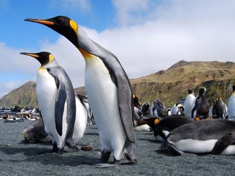 http://www.nationalgeographic.com/content/dam/travel/photos/000/066/6627.jpg Koningspinguns bevolken Macquarieeiland dat halverwege tussen Australi en Antarctica ligt Het eiland in de oceaan wordt verder bewoond door zeeolifanten en duizenden trekvogels Het is het zichtbare deel van de onderzeese Macquarie Ridge die wordt gevormd door de botsing van twee tektonische platen