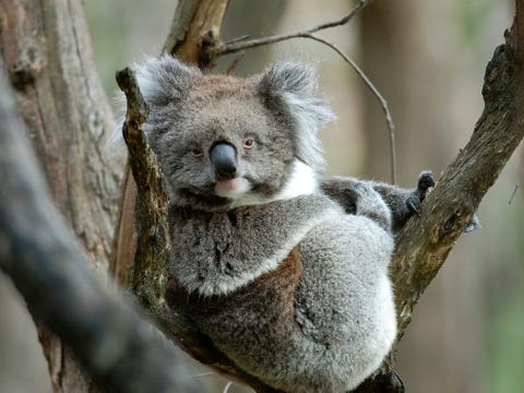 http://www.nationalgeographic.com/content/dam/travel/photos/000/066/6628.jpg Een slaperig kijkende koala doet het kalm aan Deze bewoners van het oosten van Australi liggen het grootste deel van de tijd te dutten in eucalyptusbomen Ze leven s nachts en voeden zich dan met de harde bladeren van de boom
