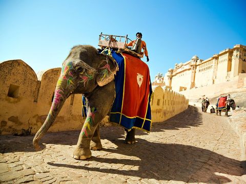 Rijkversierde olifanten vervoeren toeristen langs de forten van Jaigarh en Ajmer in Jaipur Rajasthan die begin vijftiende eeuw werden gebouwd Het uit marmer en zandsteen opgetrokken Fort Ajmer is rijk gedecoreerd terwijl het reusachtige Fort Jaigarh ooit als centrum van de artillerieproductie diende