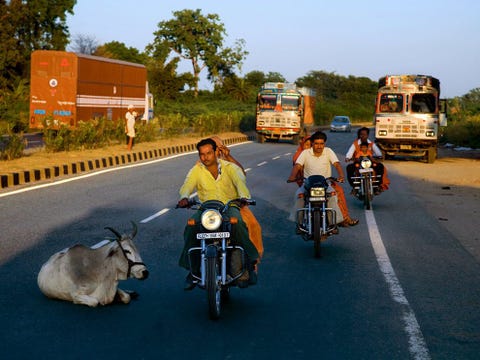 Een koe ligt in het midden van de Gouden Quadrilateraal een supersnelweg die in 1998 werd geopend en Indias vier grootste steden met elkaar verbindt Mumbai Chennai Kolkata Calcutta en Delhi De snelweg is onderdeel van het ruim 25 miljard euro kostende National Highways Development Project het meest ambitieuze bouwproject in India sinds de Britten in de negentiende eeuw het spoorwegennet aanlegden