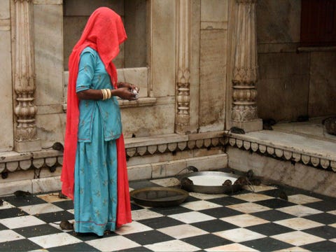 In Deshnoke in Rajasthan staat een vrouw voor de Karni Matatempel een monument voor de gelijknamige rattengodin In de tempel leven ruim 20000 ratten waaronder een handvol witte exemplaren die als directe afstammelingen van Karni Mata worden gezien en daarom met speciale eerbied worden aanbeden