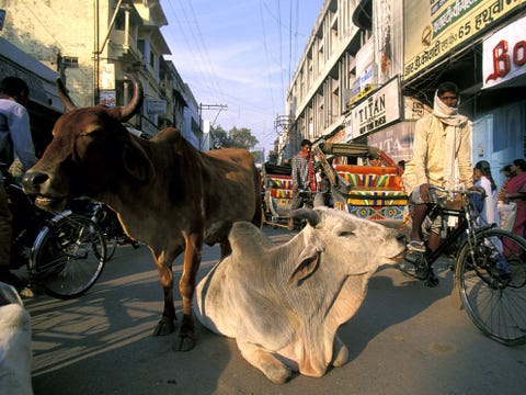 Koeien zoals deze twee in Varanasi zijn een gebruikelijke verschijning in de overvolle straten van India Hindoes aanbidden koeien omdat ze in het levensonderhoud van veel mensen voorzien en er niets voor terugvragen