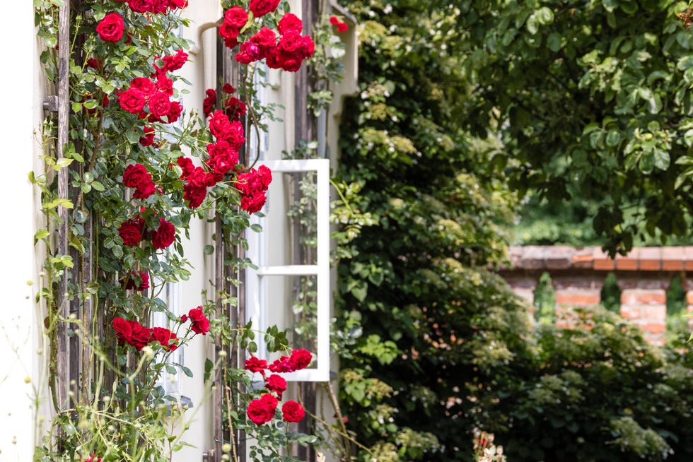 Red roses climbing near an open window in a garden setting. Red roses climbing near an open window in a garden setting.