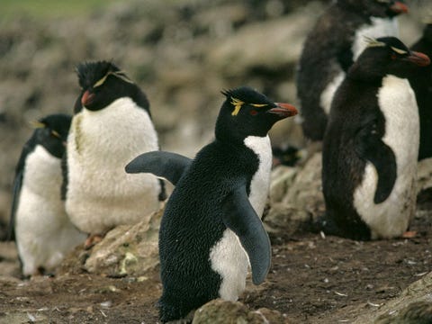 De zuidelijke rotspingun heeft een piekerige gele pluim op zijn kop De vogels leven op de rotskusten van de eilanden voor de kust van het zuidelijkste puntje van ZuidAmerika
