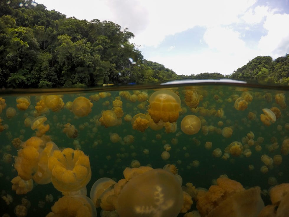 Jellyfish Lake in Palau