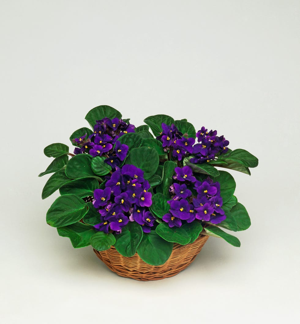 African violet, Gesneriacee