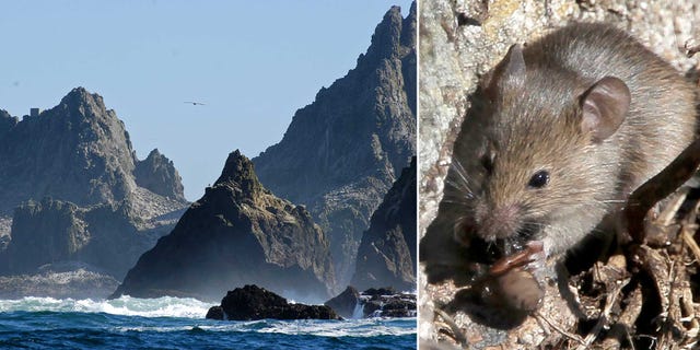 the farallon islands are overrun with mice