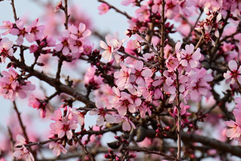 Spring season comes early to Turkiye's Adiyaman