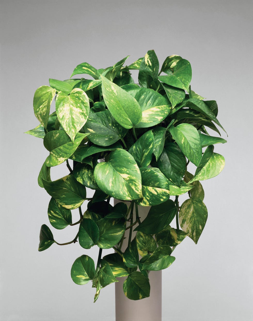 Close-up of a Pothos plant (Scindapsus aureus)